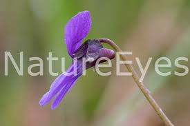 Attēlu rezultāti vaicājumam “Viola uliginosa”