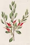 <b>Myoporaceae</b> R. Br.