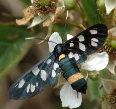 Attēlu rezultāti vaicājumam “Epirranthis diversata imago”