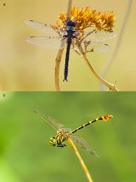 Attēlu rezultāti vaicājumam “Gomphidae”