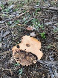 Attēlu rezultāti vaicājumam “Lycogala conicum young”