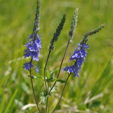 Attēlu rezultāti vaicājumam “Veronica austriaca subsp. teucrium leaf”