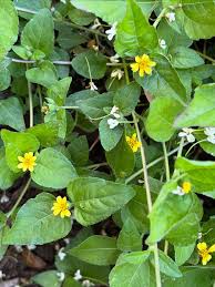 Image result for Leaves Green Bowmen