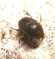 Attēlu rezultāti vaicājumam “Grynocharis oblonga”