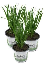 Image result for Schnittknoblauch