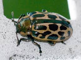 Attēlu rezultāti vaicājumam “Chrysomela vigintipunctata”