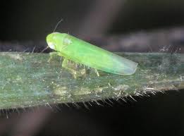 Attēlu rezultāti vaicājumam “Empoasca sp.”