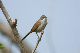 Attēlu rezultāti vaicājumam “Sylvia communis”