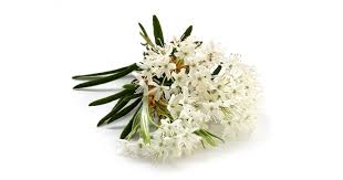 Attēlu rezultāti vaicājumam “Ledum palustre flower”