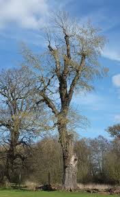 Attēlu rezultāti vaicājumam “Populus x canescens”