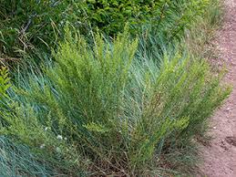 Image result for Artemisia dracunculus