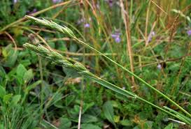 Attēlu rezultāti vaicājumam “Danthonia decumbens”