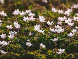 Image result for Buschwindröschen