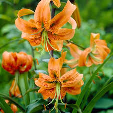 Attēlu rezultāti vaicājumam “Lilium martagon flower”