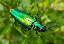 Attēlu rezultāti vaicājumam “Buprestidae”