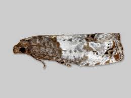 Attēlu rezultāti vaicājumam “Notocelia cynosbatella”