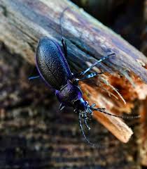 Attēlu rezultāti vaicājumam “Carabus violaceus”
