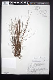 Attēlu rezultāti vaicājumam “Juncus bulbosus leaf”