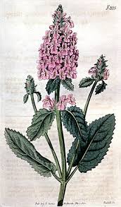 Attēlu rezultāti vaicājumam “Stachys officinalis”