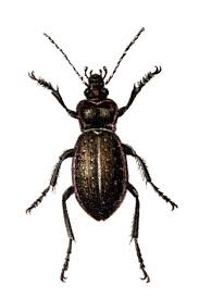 Attēlu rezultāti vaicājumam “Carabus hortensis”