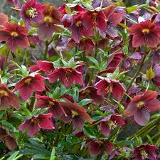 Image result for Christrose