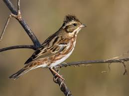 Image result for Emberiza rustica