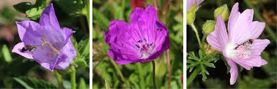 Image result for Campanula trachelium