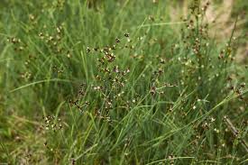 Attēlu rezultāti vaicājumam “Juncus articulatus”