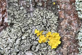 Attēlu rezultāti vaicājumam “Phaeophyscia orbicularis”