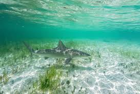 Image result for Carcharhinus acronotus