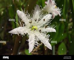 Attēlu rezultāti vaicājumam “Menyanthes trifoliata flower”