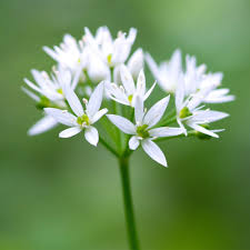 Attēlu rezultāti vaicājumam “Allium ursinum flower”