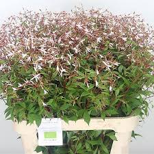 Attēlu rezultāti vaicājumam “Gillenia trifoliata flower”