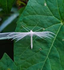 Attēlu rezultāti vaicājumam “Pterophorus pentadactyla”