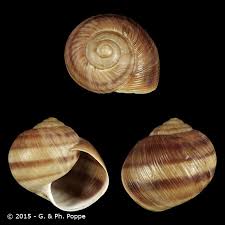 Attēlu rezultāti vaicājumam “Helicidae”