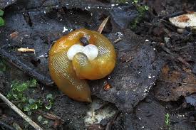 Attēlu rezultāti vaicājumam “Malacolimax tenellus”