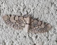 Attēlu rezultāti vaicājumam “Eupithecia venosata”