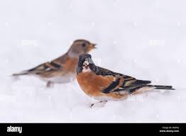 Attēlu rezultāti vaicājumam “Fringilla montifringilla”