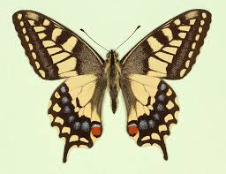 Attēlu rezultāti vaicājumam “Papilio machaon”
