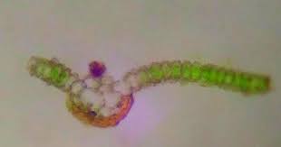 Attēlu rezultāti vaicājumam “Syntrichia virescens”