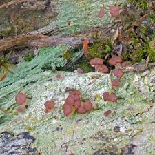 Attēlu rezultāti vaicājumam “Baeomyces rufus”