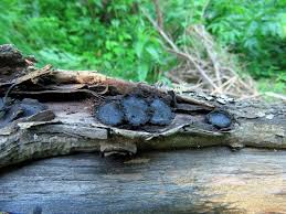 Attēlu rezultāti vaicājumam “Biscogniauxia repanda”