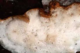 Attēlu rezultāti vaicājumam “Antrodiella semisupina”