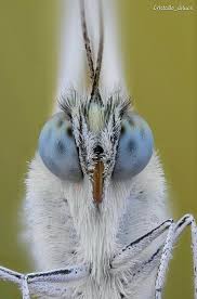 Attēlu rezultāti vaicājumam “Pontia edusa underside”