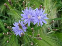 Attēlu rezultāti vaicājumam “Lactuca tatarica leaf”