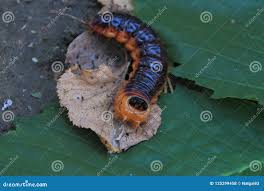 Attēlu rezultāti vaicājumam “Cossus cossus larva”