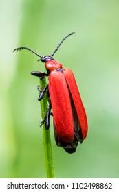 Attēlu rezultāti vaicājumam “Pyrochroa coccinea”