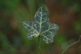 Attēlu rezultāti vaicājumam “Hedera helix  leaf”