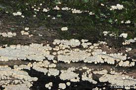 Attēlu rezultāti vaicājumam “Xylobolus frustulatus”