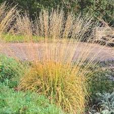 Attēlu rezultāti vaicājumam “Molinia caerulea”